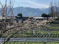 Chasing Sakura at Daio Wasabi Farm in Nagano