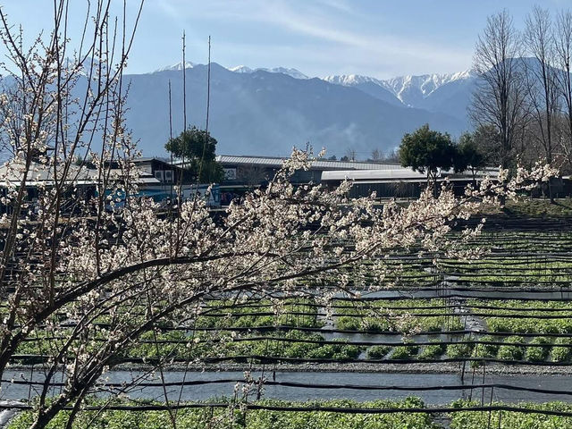 Chasing Sakura at Daio Wasabi Farm in Nagano