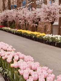 A Spring Paradise in Geoje, Gyeongnam