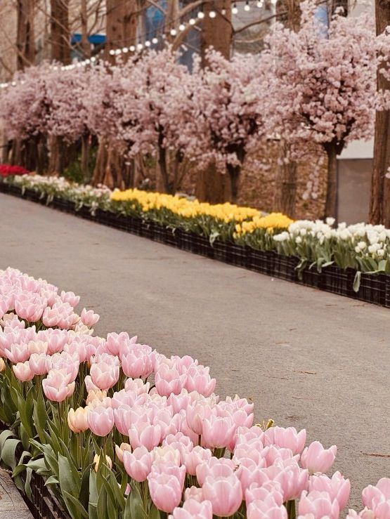 A Spring Paradise in Geoje, Gyeongnam