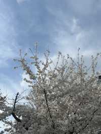 【韓国/大邱】リアルタイム！中心地から徒歩圏内の桜スポット🌸