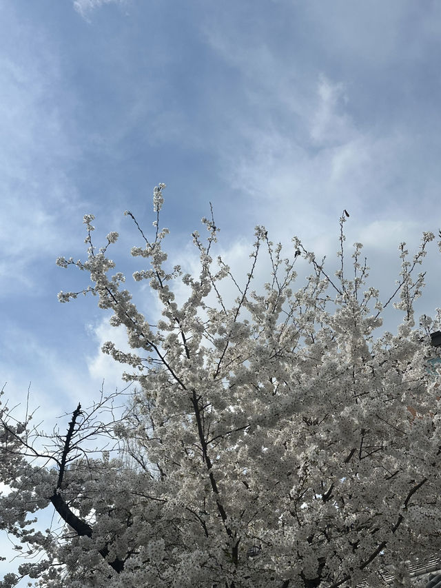 【韓国/大邱】リアルタイム！中心地から徒歩圏内の桜スポット🌸