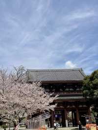 Spring Outing: Cherry Blossoms at Ikegami Honmonji🌸