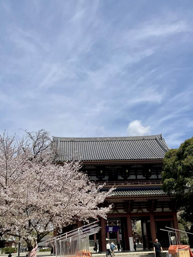 Spring Outing: Cherry Blossoms at Ikegami Honmonji🌸