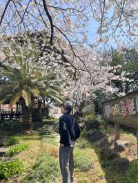 제주 숨겨진 벚꽃 스팟 찾으신다면 🌸