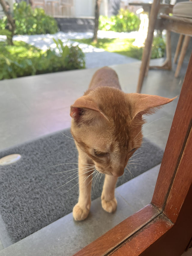 【バリ島  サヌール】暮らす様に旅をするのに良い🇮🇩