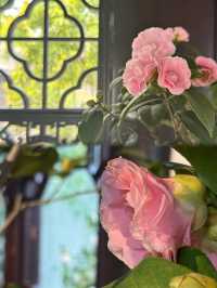 A Camellia Lover’s Dream: The Enchanting Liuyuan Camellia Exhibition