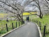 一度は行きたい権現堂堤の桜
