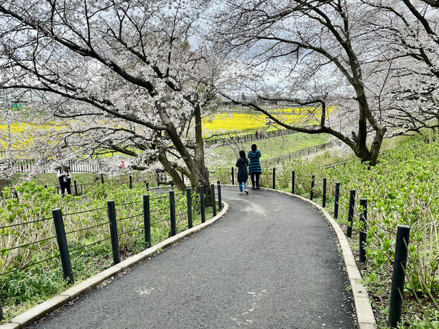 一度は行きたい権現堂堤の桜