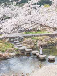 【山口】絶景の桜と温泉を楽しむ♨️長門湯本温泉