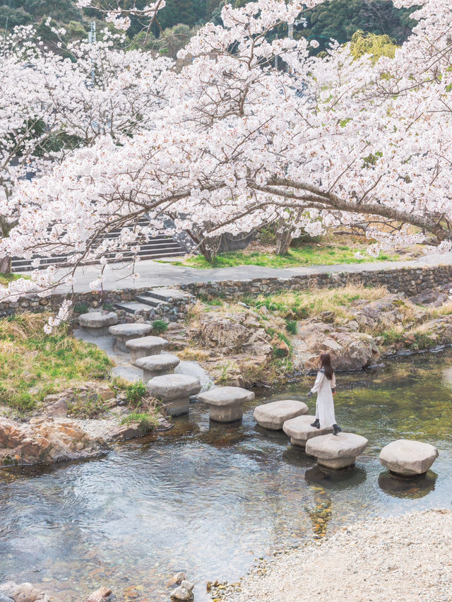 【山口】絶景の桜と温泉を楽しむ♨️長門湯本温泉