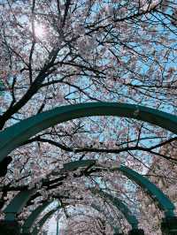 【福岡】川縁から見上げる桜のトンネル🌸
