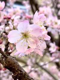 Sakura Blooming at Shimo-gyo Junior High School Seito Gakusha