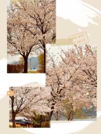 Dasan's Spring Palette: A Canvas of Emerging Life, Gently Brushed 