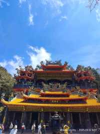 ไปดูดอกแมกโนเลียที่ Alishan 