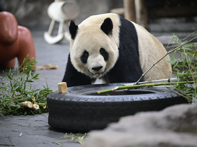 上海絶対に行くべきスポット上海野生動物園