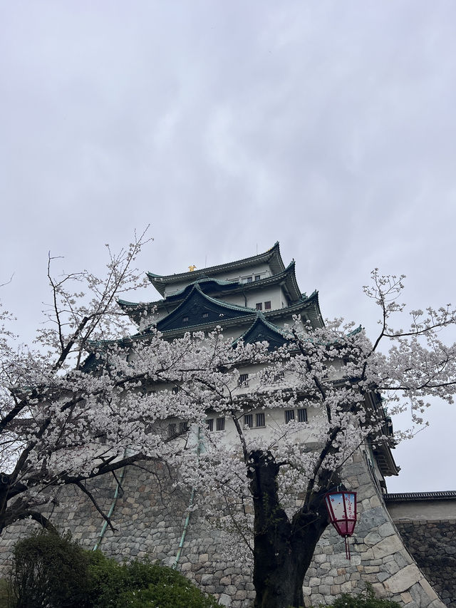 나고야성 벚꽃놀이 🌸🌸