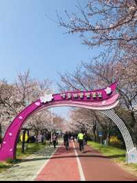 🇰🇷釜山賞櫻🌸 三樂生態公園🌸