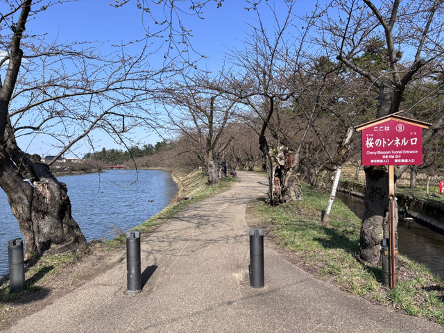 【青森県】4月上旬桜、、、咲く前