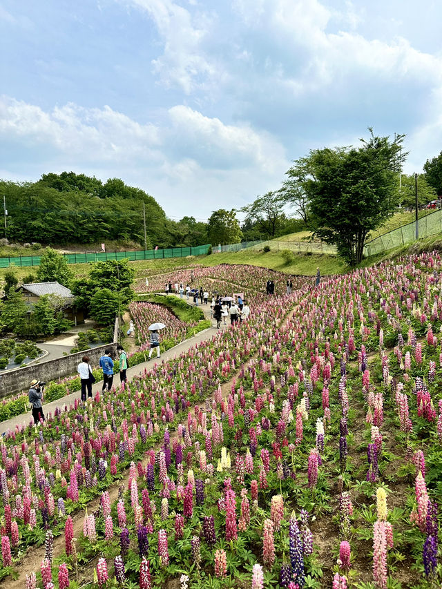 【栃木×鹿沼市花木センター】3万本のルピナスが斜面に・・