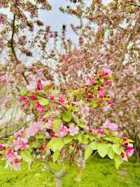 Solitude in Pink: Finding Zen Among Xiliu Lake's Cherry Blossoms