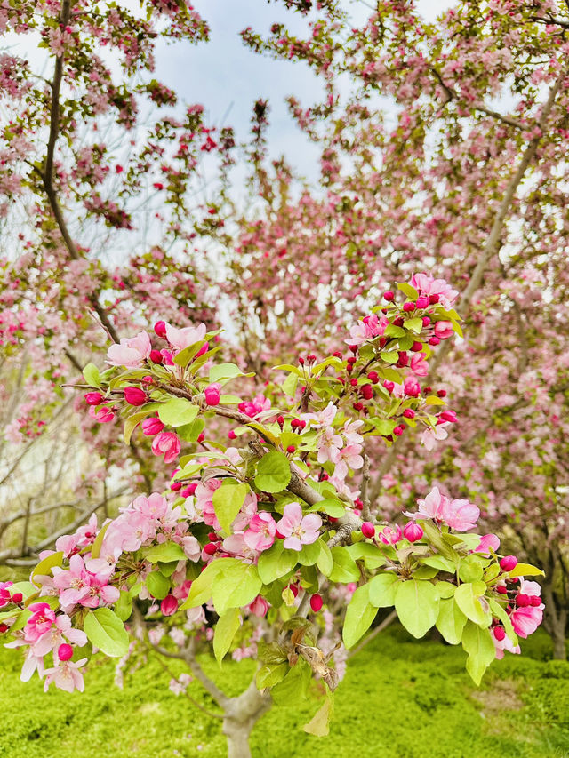 Solitude in Pink: Finding Zen Among Xiliu Lake's Cherry Blossoms