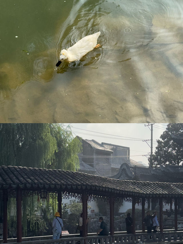 🇨🇳삥삥 돌다가 들어간 예원