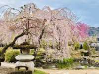 長野県松代の桜