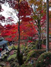 【滋賀県】近江八幡で紅葉がオススメな場所