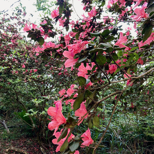 一抹山林紅：獅仔頭山春日金毛杜鵑花季