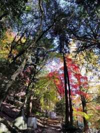 姬路城周邊必去秘境，書寫山圓教寺的森林修行時光。
