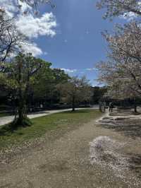 超靚😍🌸 大阪櫻花公園遊樂場 🌸 