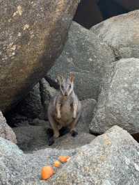 野生のワラビーに遭遇できる【Rock Wallabies】🦘❤️