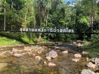 สัมผัสความยิ่งใหญ่ของธรรมชาติในป่าฝนแห่งภาคใต้
