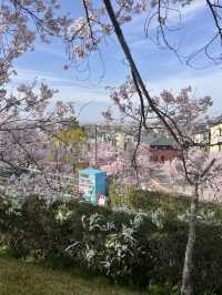 Osaka | A Hidden Cherry Blossom Gem You Can’t Miss!