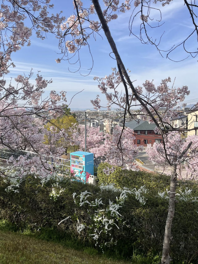 Osaka | A Hidden Cherry Blossom Gem You Can’t Miss!