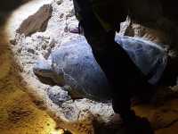 Turtle Islands Park (Sandakan) – Borneo's Turtle Nesting Paradise** 🐢🌴