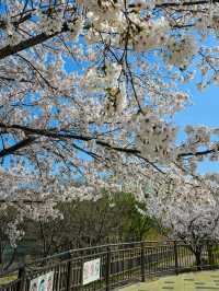Iwagaike Park 🌷🪻🌸