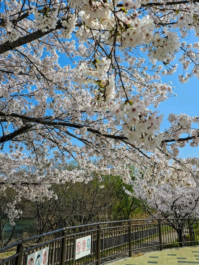 Iwagaike Park 🌷🪻🌸