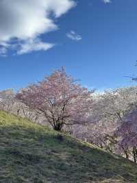 Sakura in Spring — Season of New Beginnings 