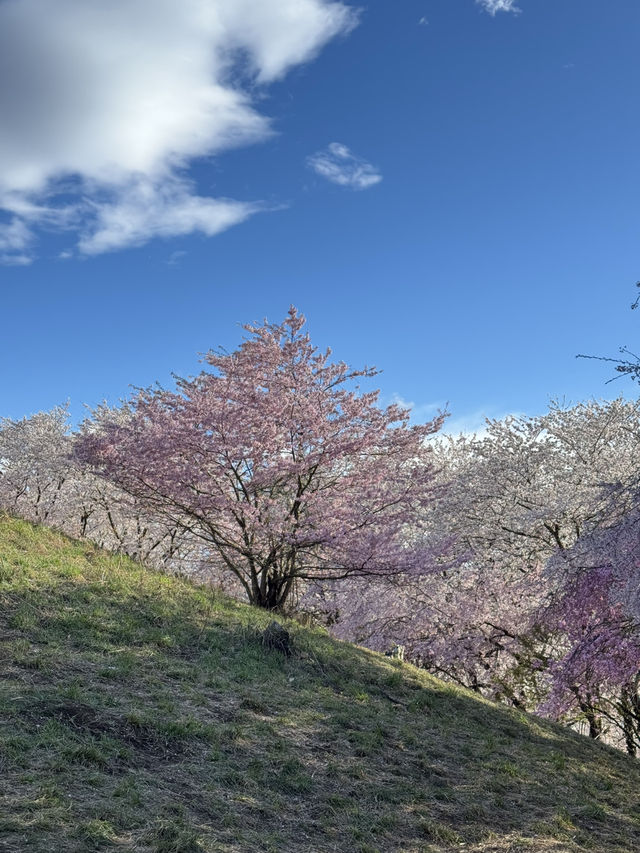Sakura in Spring — Season of New Beginnings 