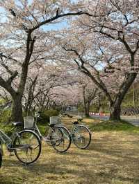 Kaizu Osaki Sakura | The Scenic Sakura Road Along Lake Biwa
