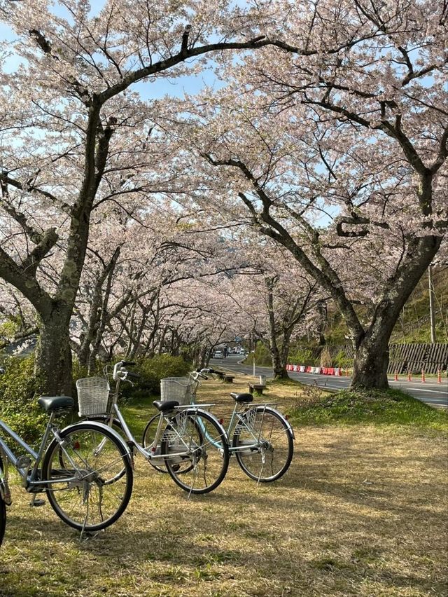 Kaizu Osaki Sakura | The Scenic Sakura Road Along Lake Biwa