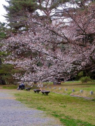 🌸 [Kansai] Kyoto Gyoen's Weeping Cherry Blossoms Are in Full Bloom!