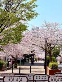 🌸 Kobe Cherry Blossom Tunnel – A Spring Adventure 🌸