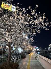 福岡🌸福博相逢橋夜櫻伴中洲夜景🎑