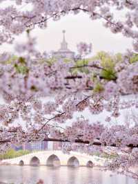 Blossoms by the Lake: Yuyuantan Park’s Springtime Spectacle