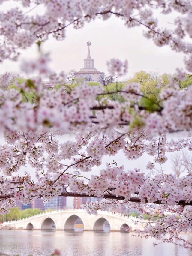 Blossoms by the Lake: Yuyuantan Park’s Springtime Spectacle
