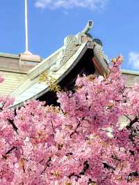 Sakura-Strolling in Sakura-Shinmachi: A Blooming Tribute to Spring