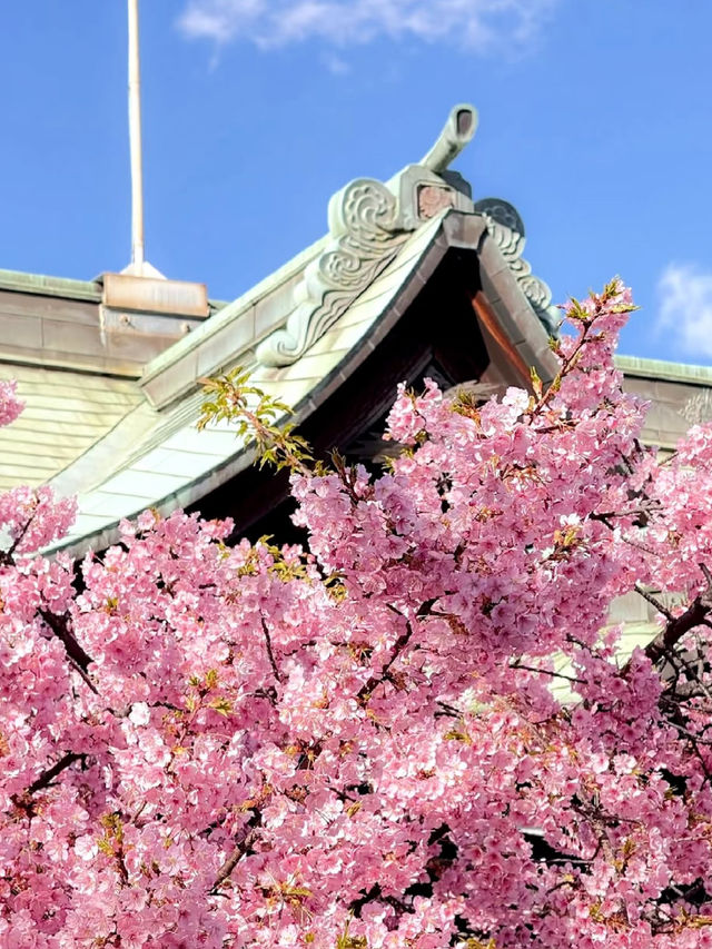 Sakura-Strolling in Sakura-Shinmachi: A Blooming Tribute to Spring